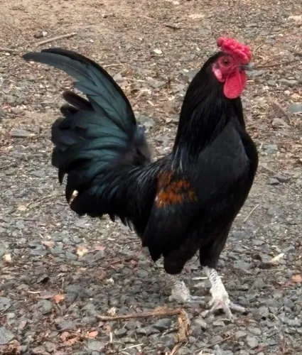 Galo Garnizé 
