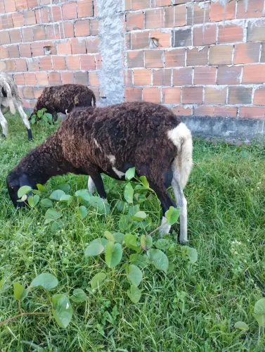 Carneiro