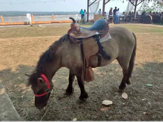 Excelente Pônei para Crianças