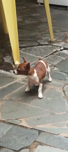 Pinscher Cão Cachorro Filhote Macho Fêmea 