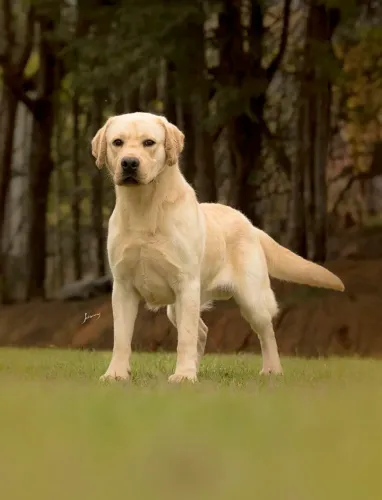 Filhote de labrador retriver