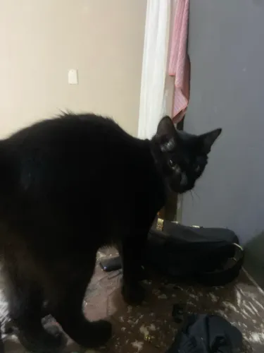 Doa-se gato 