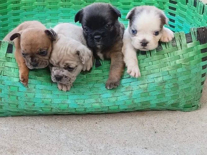 Filhote Bulldog francês 