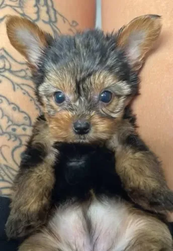 Yorkshire Terrier