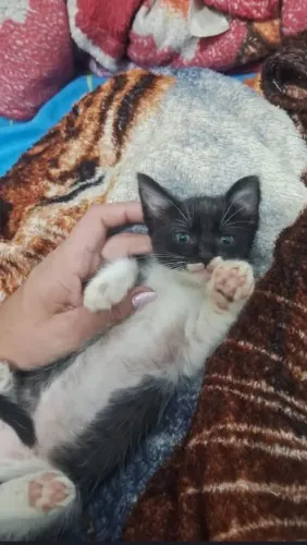 Gatinhos para adoção 
