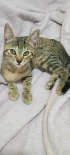 Doação disponível gata fêmea 3 meses