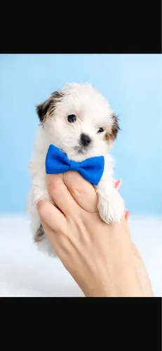 Shih-tzu vacinado e vermifugado com 62 dias 