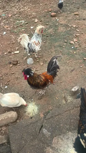 Galo raça polonesa