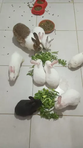COELHOS FILHOTES À VENDA