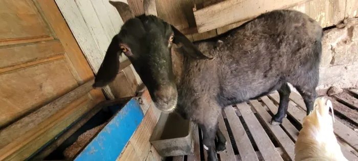 Cabrita para vender