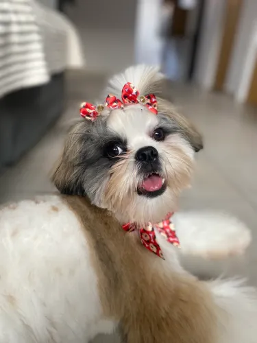 Shih tzu 6 meses