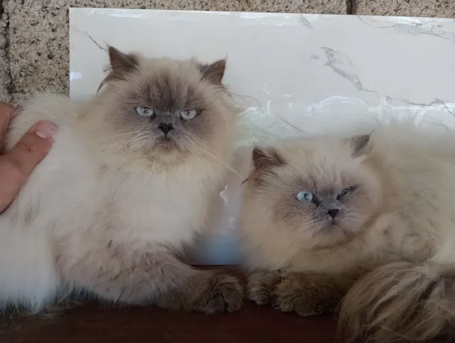Casal gatos Himalaios blue point
