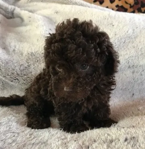 Filhote Poodle