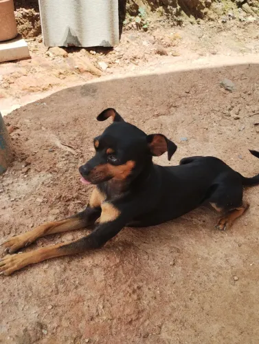 Pinscher 2 macho