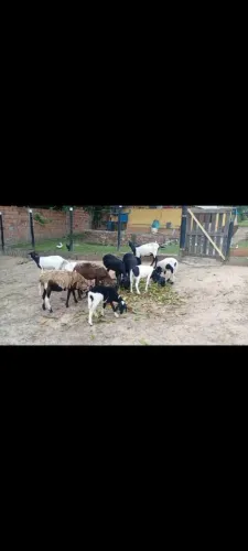 carneiro e ovelhas