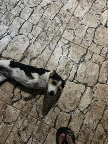 Vende se dois pinscher com 9 meses