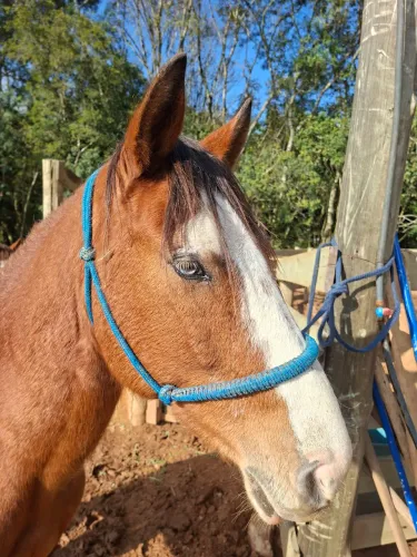 Cavalo crioulo bem manso e certo de laço 5 anos