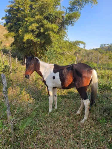Cavalo pampa MM