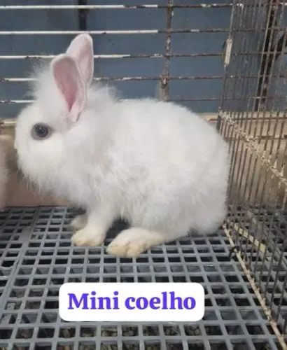 Coelho Mini
