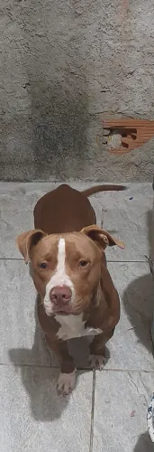 Doação de pitibull - Bolt - 3 anos