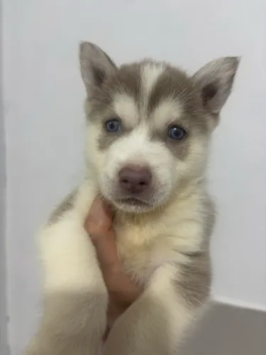 Filhote de Husky Siberiano Macho à venda! ?