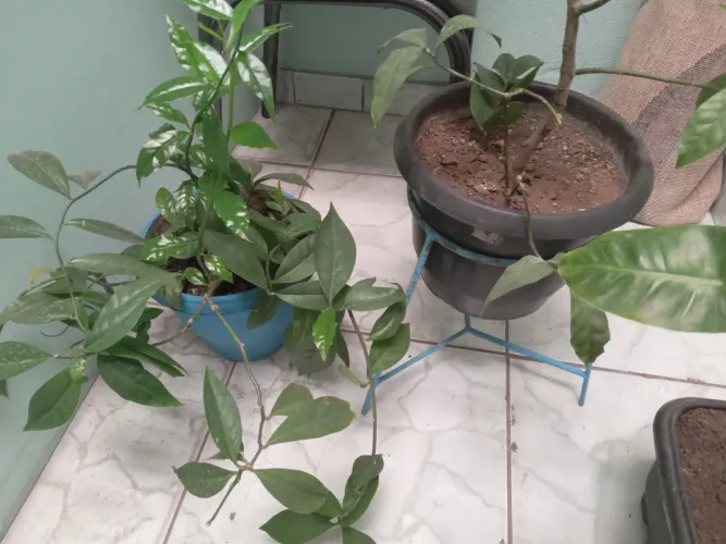 Vendo plantas