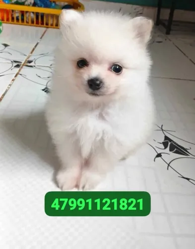 Spitz Alemão 