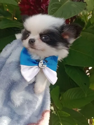 Chihuahua macho, Pelo Longo, Linhagem Russa, excelente padrão da raça.