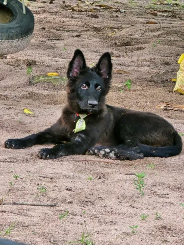 Cão pastor
