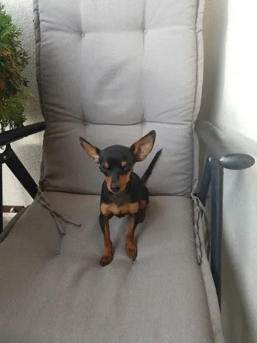 Filhotes De Pinscher - Nada Se Compara A Um Amor Sincero De Um Filhote 