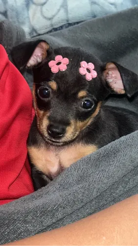 Pinscher Fêmea e Macho