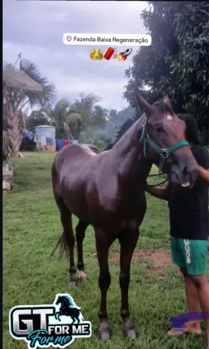 Cavalo puro