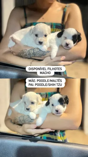 Vendo filhotes poodle
