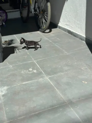 Pinscher femea 