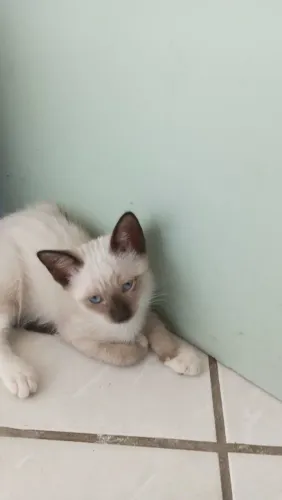 Gatos para adoção