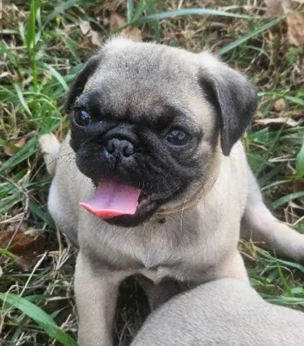 Pug Filhotes Baixinhos.