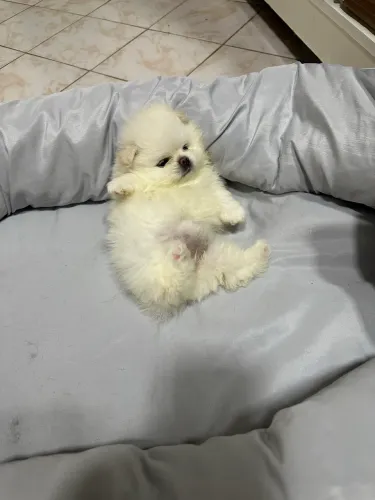 Vendo 3 fêmeas de Spitz alemão ,c pedigree