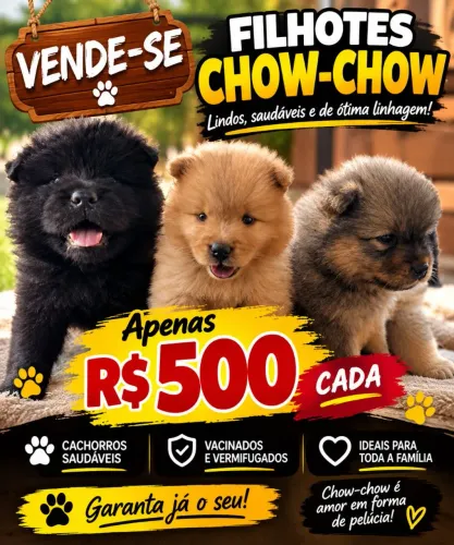 Filhote de Chow Chow