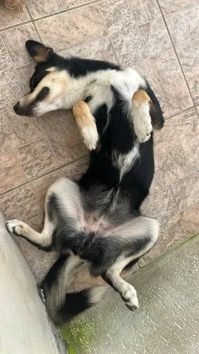 Doa-se cachorra