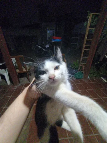 Doação Responsável: Dois Gatinhos Machos