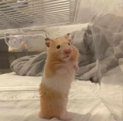Hamster sirio