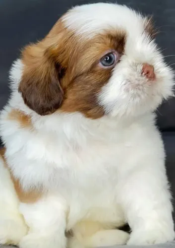 Shih-tzu macho linhagem chocolate SeteLagoas 890,
