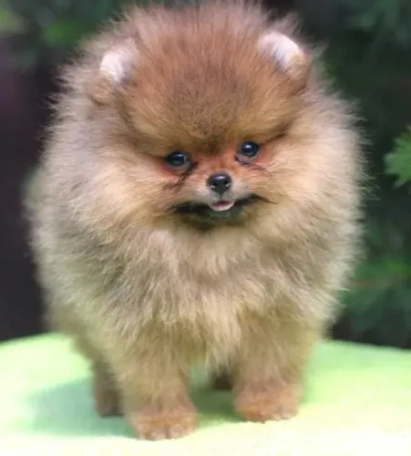 Spitz Alemão Anão disponíveis para amor e carinho