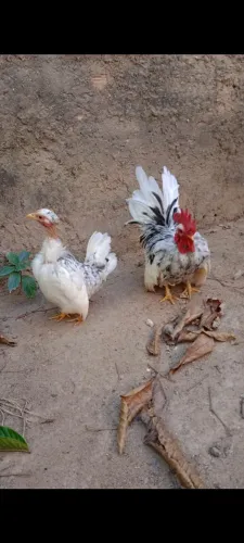 Galinho e flanguinha Nagazaki