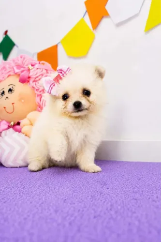 Lulu da Pomerania 