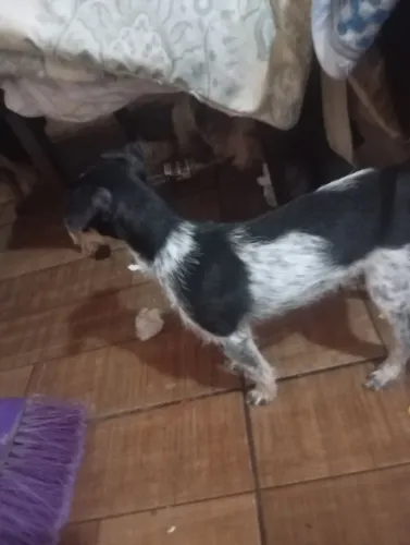 Filhote de cachorro 