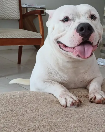 American Bully Campeão Fêmea,  Pedigree CBKC ORIGINAL.FOS ESTADOS UNIDOS,  MOTIVO DA Viage