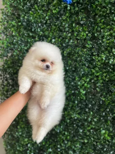  Lulu da Pomerania companheiro cheio de carinho
