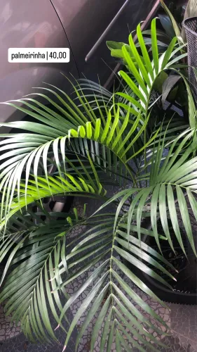 Planta | Palmeirinha