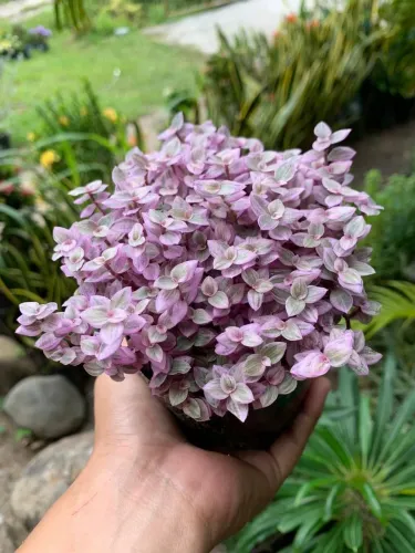 Muda de Tostão Rosa Saudável e Bem Cuidada